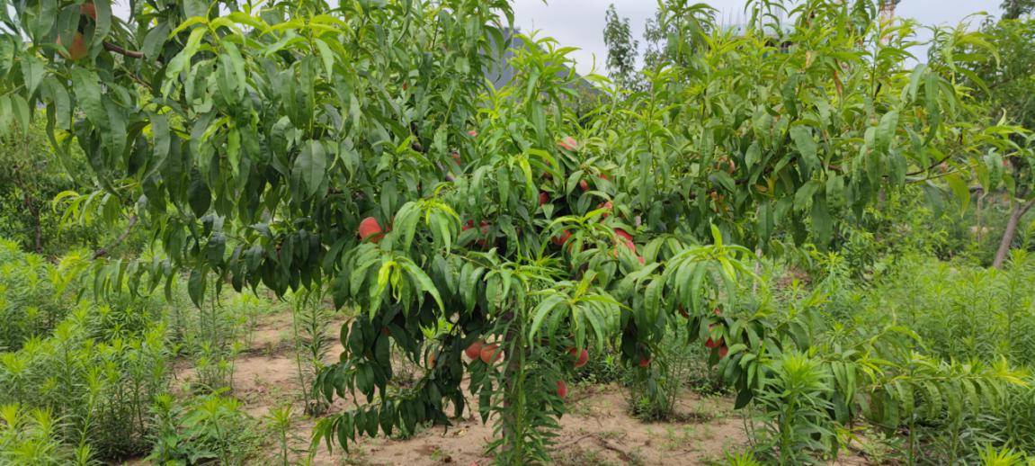 博陽機械組織“樂享豐收，‘桃’醉一夏”采摘活動